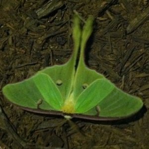 luna_moth.jpg