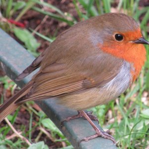 Our Garden Robin: God's Creation