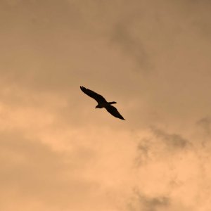 eagle at sunset