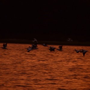 white pelicans