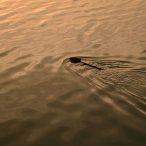 beaver making way in morning light