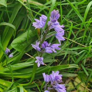 bluebells