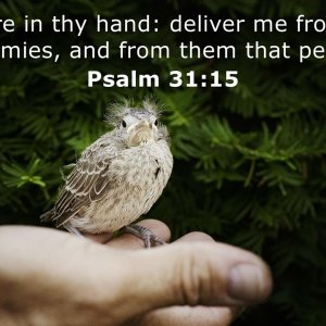 psalms-31-15-597526190.jpg