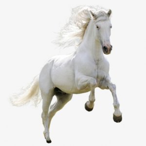 white horse avatar.jpg